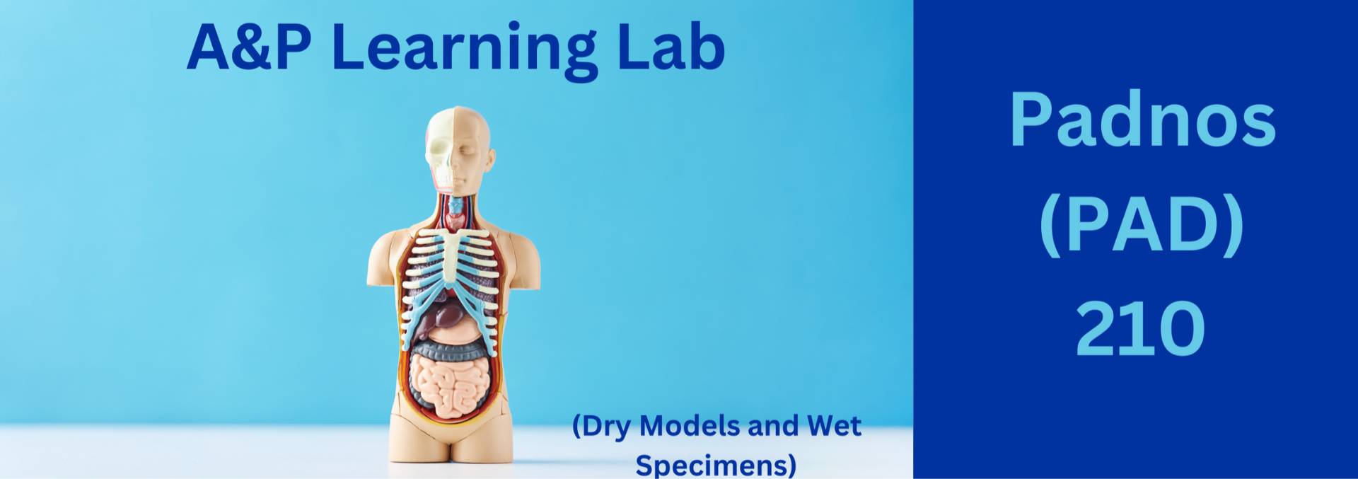 A&P Learning Lab Padnos 210